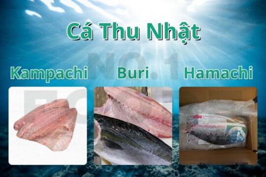 Đặc trưng của Kampachi, Buri và Hamachi