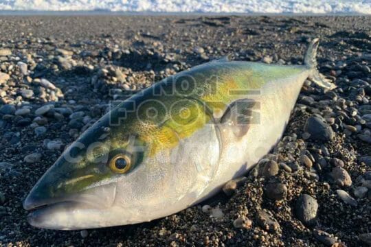 Cá Hamachi mua ở đâu