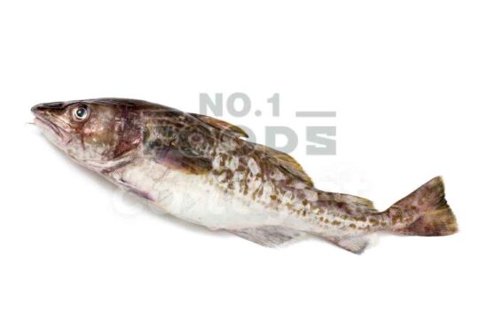 cod fish