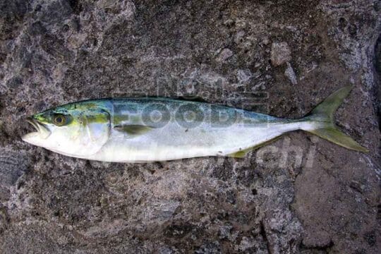 hamachi